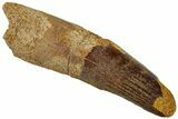 Fossil Spinosaurus Tooth - Real Dinosaur Tooth #311158-1